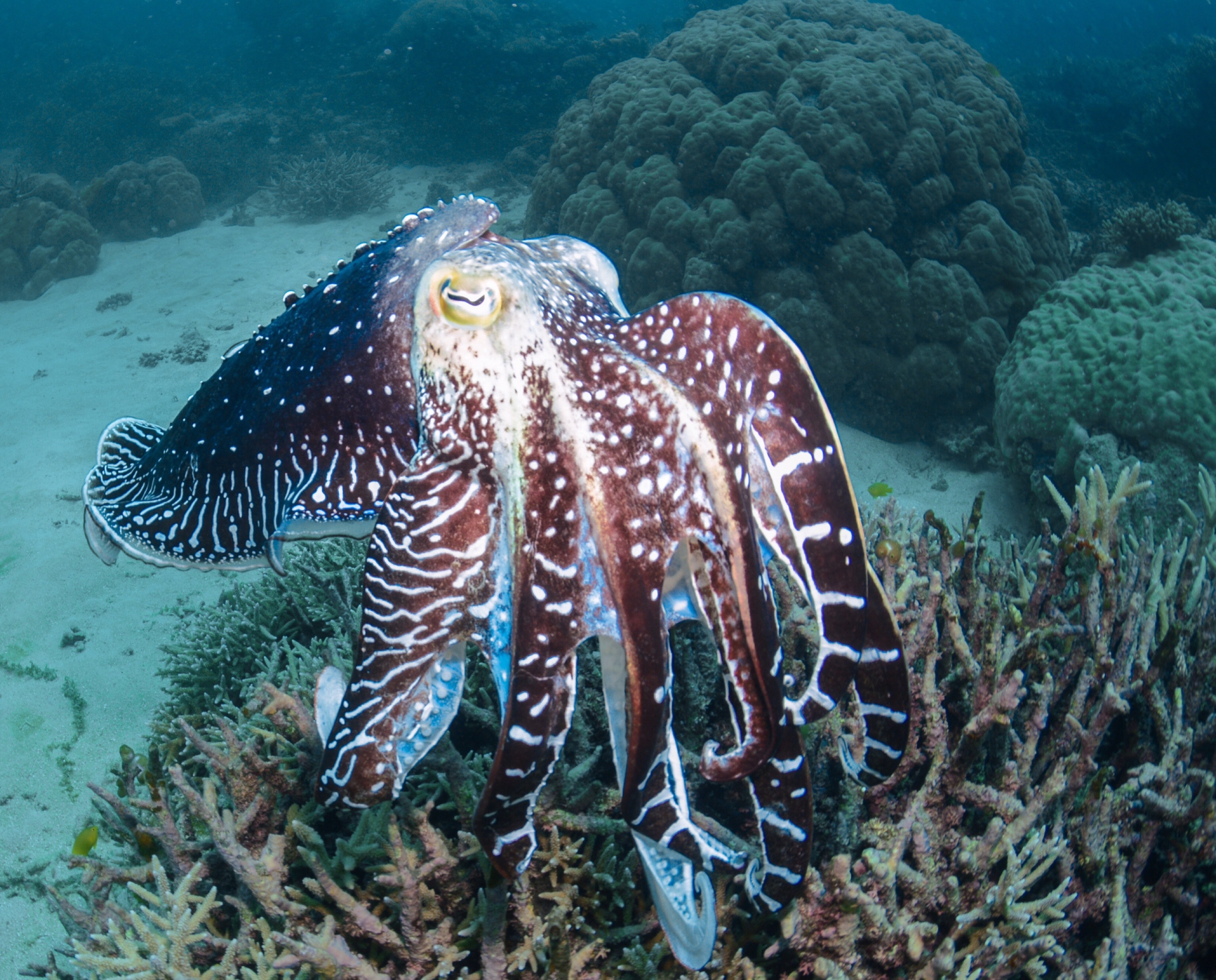 De Octopus organisatie.