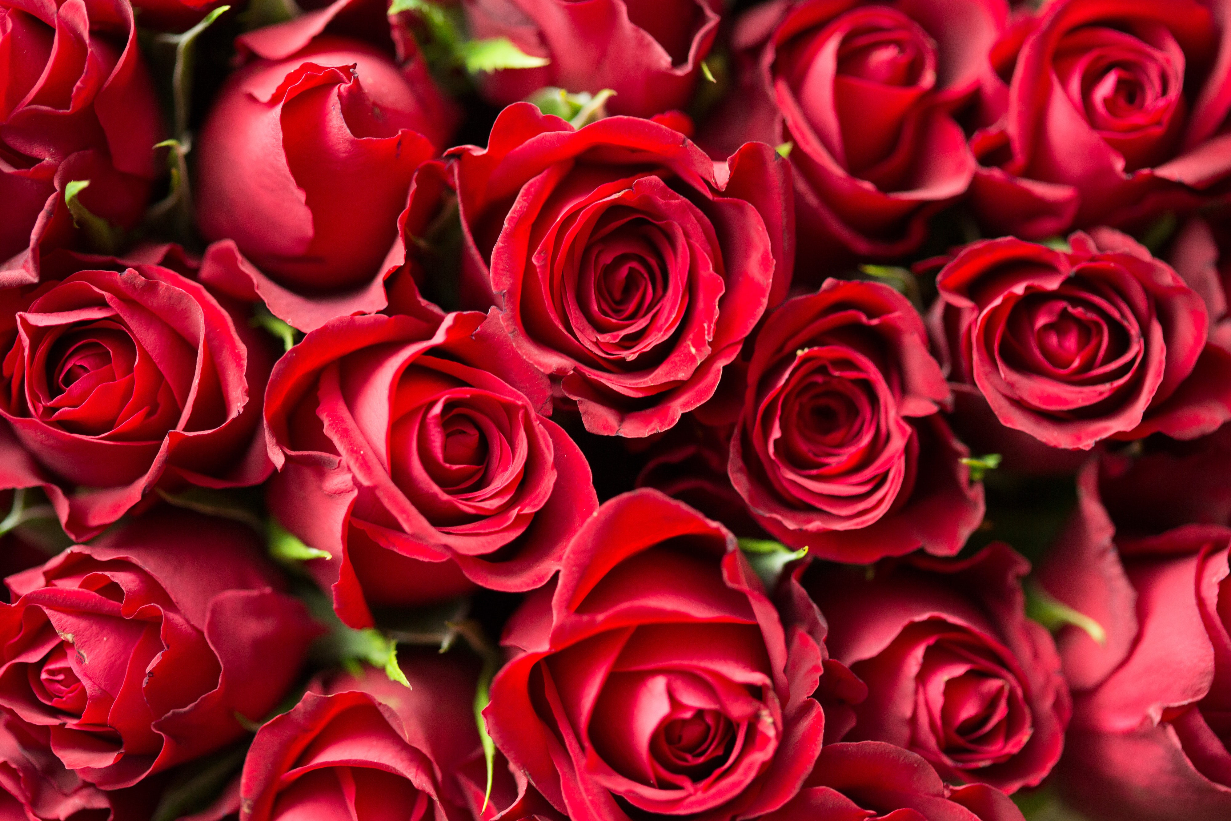 The Rose